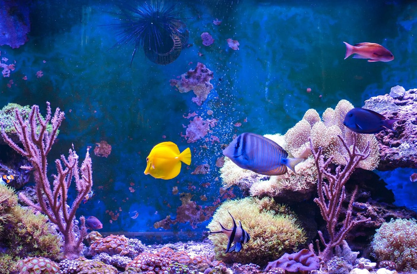Nano reef – piękno, na które nas stać