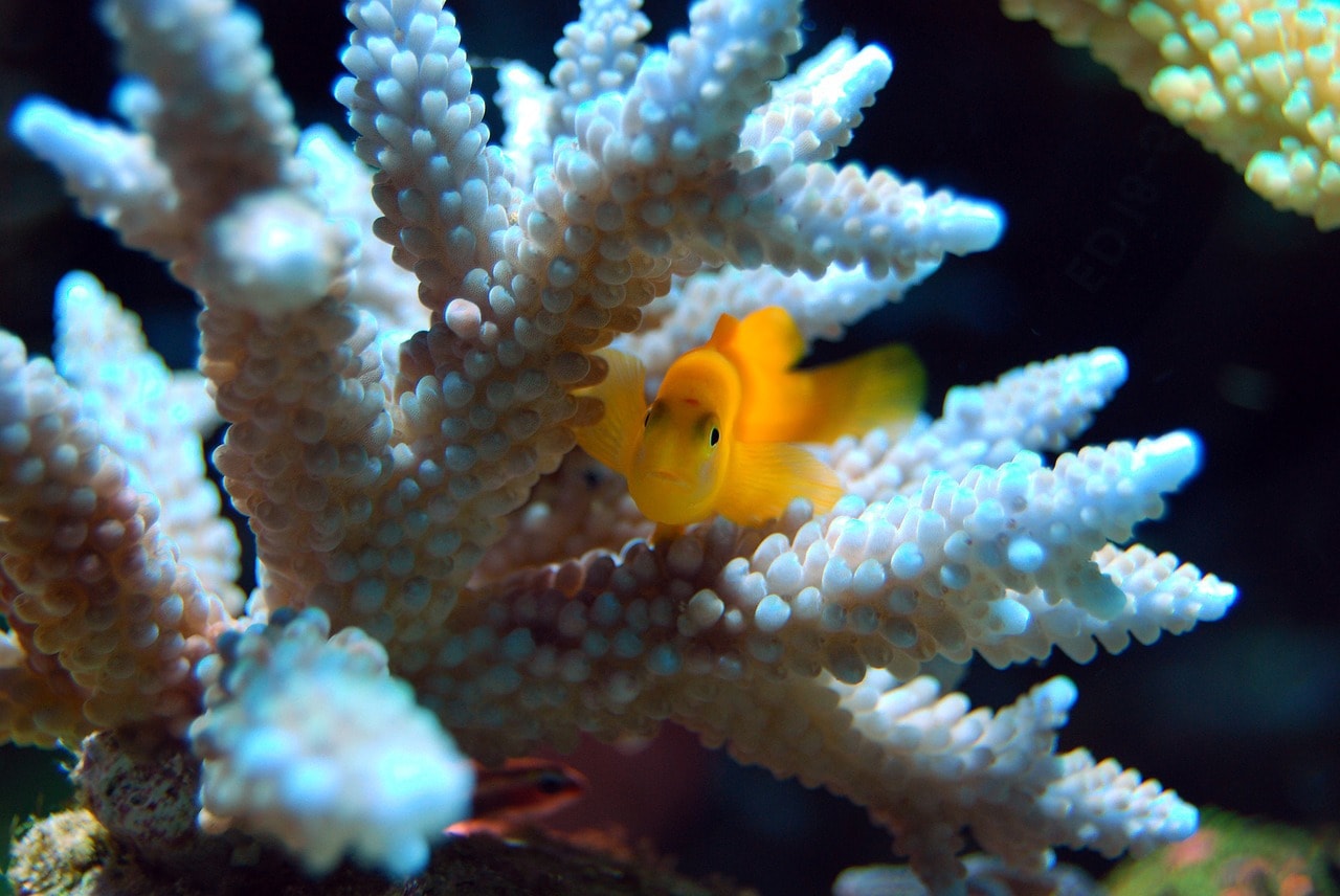 SPS-y, LPS-y i inne, czyli co trzeba wiedzieć o koralowcach