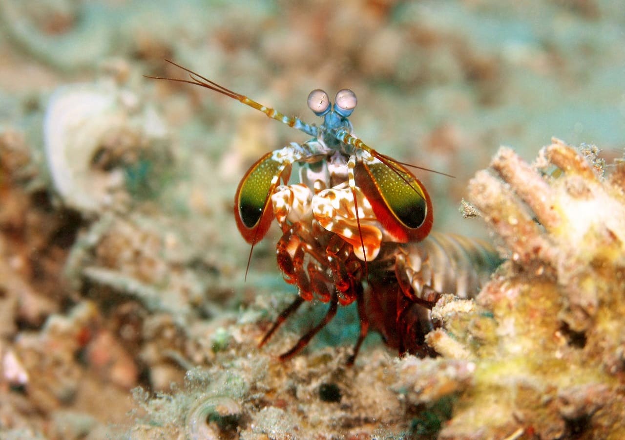 „Wystrzałowe” krewetki w akwarium morskim