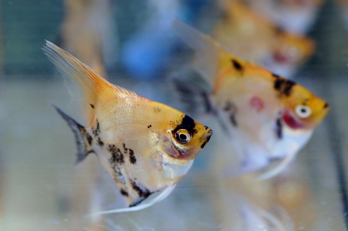Ryby ławicowe w akwarium