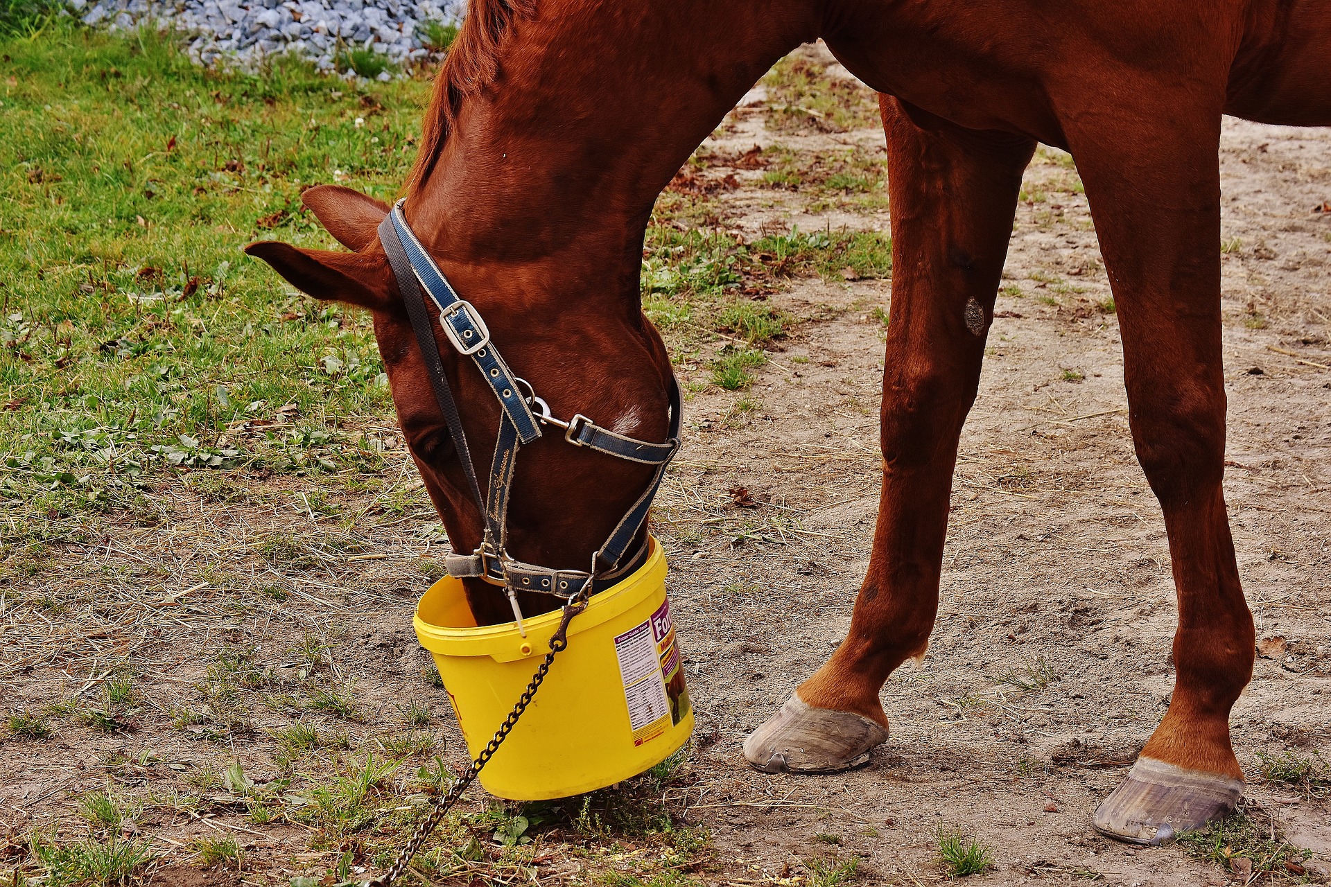 Zasady żywienia koni – czym karmić swojego wierzchowca?