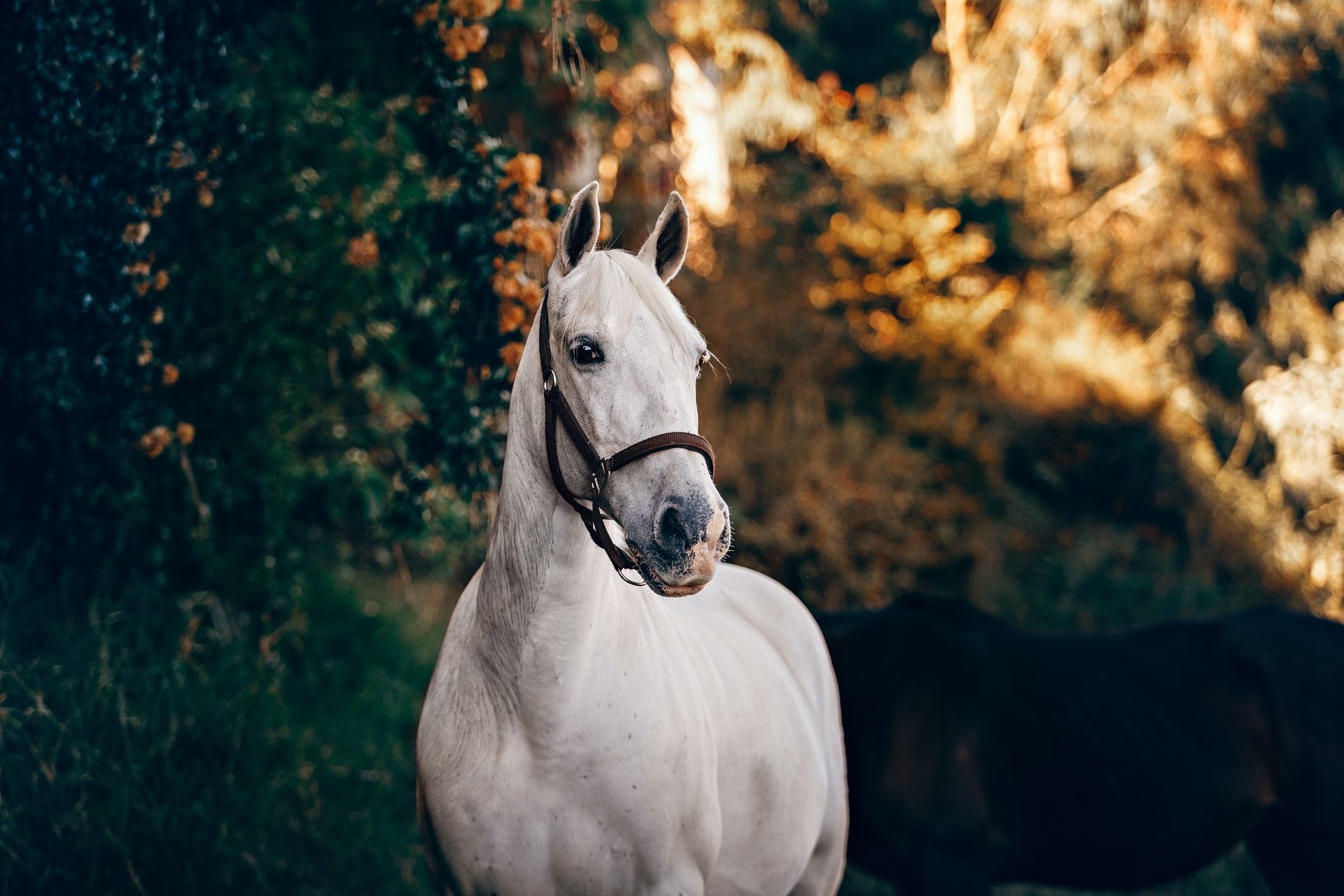Kantar dla konia – który rodzaj sprawdzi się najlepiej u Twojego nieparzystokopytnego przyjaciela?