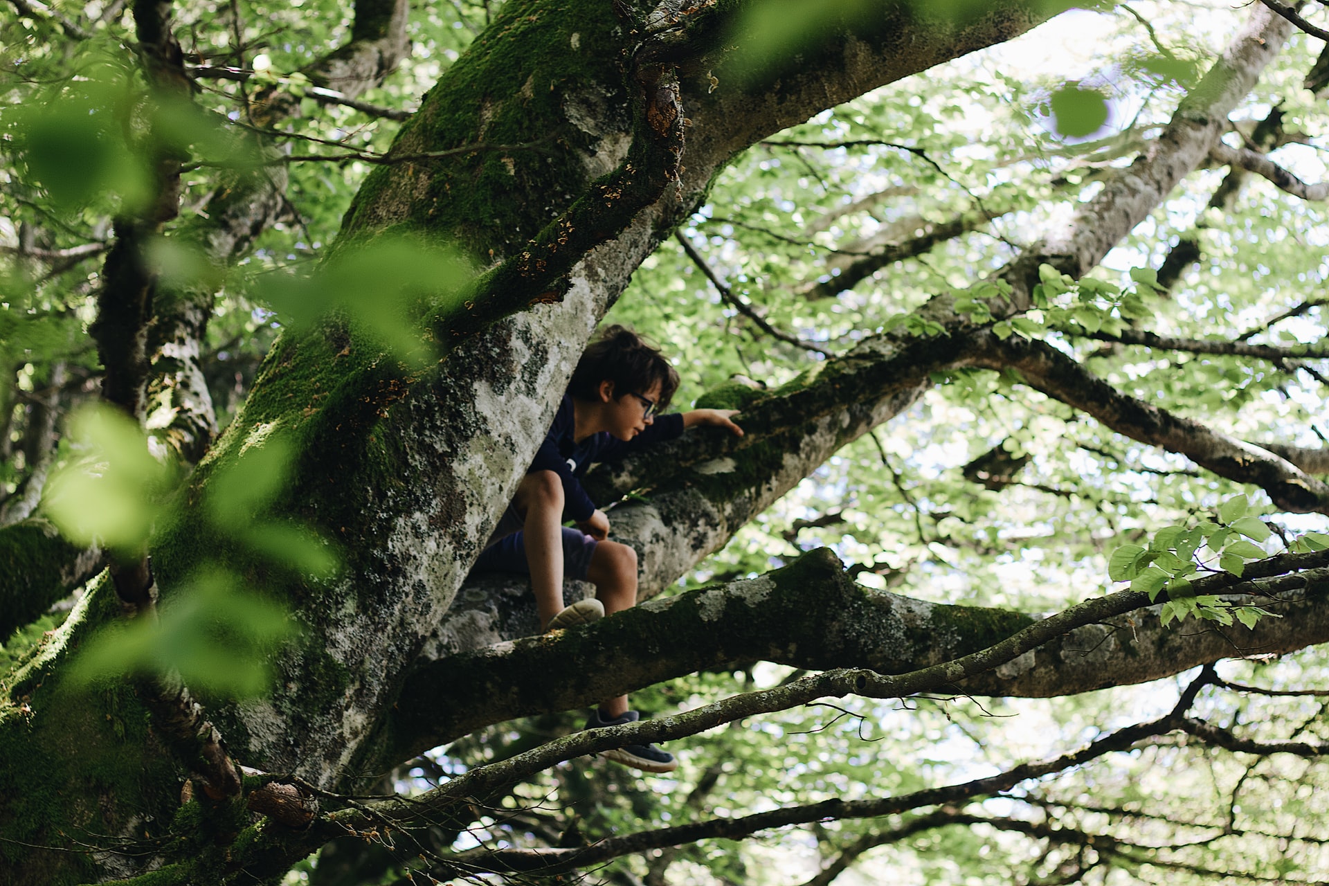 Tree climbing, czyli wspinaczka drzewna – jak się do tego zabrać?
