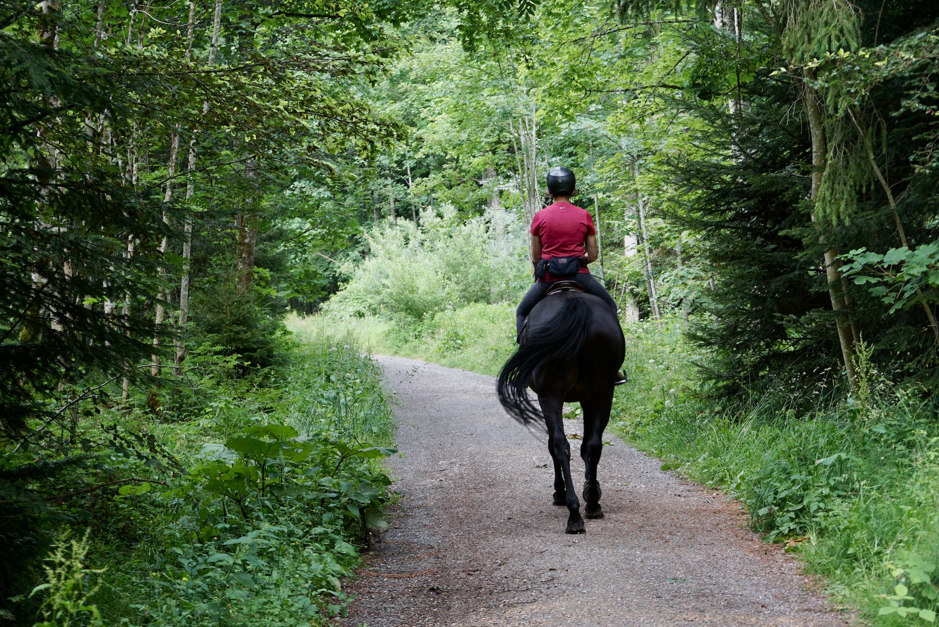 Od zatruć po ochwat – o najczęstszych chorobach koni i przypadłościach w jeździectwie