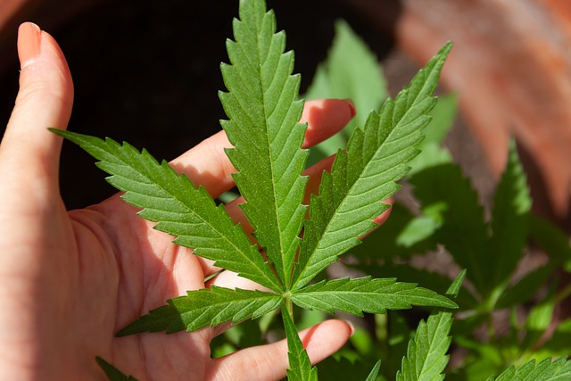 Nasiona marihuany – dlaczego warto kolekcjonować?