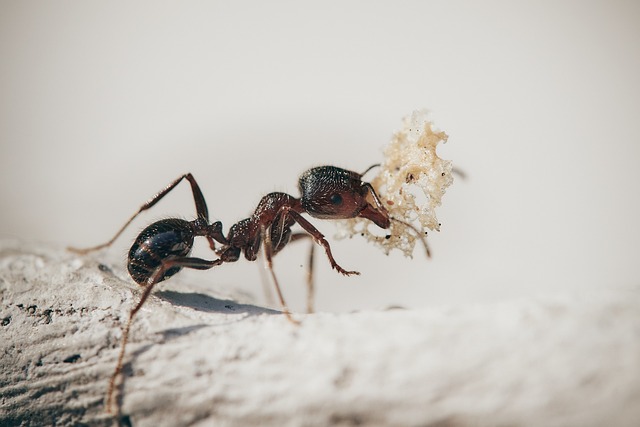 Hodowla mrówek – fascynujący świat mikrokosmosu